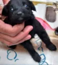 pretinha ,xuxinha