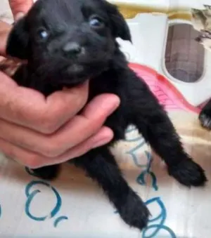 Cachorro raça vira -lata(eu acho) idade Abaixo de 2 meses nome pretinha ,xuxinha