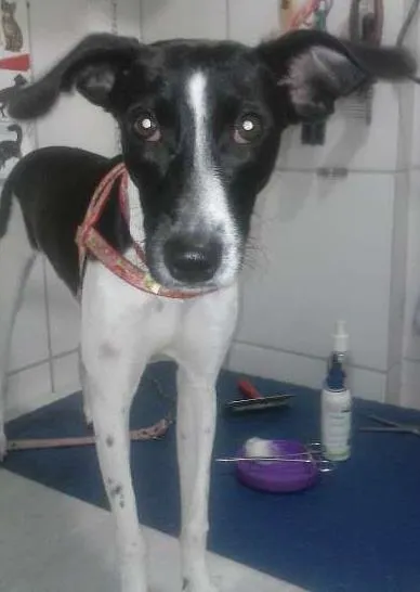 Cachorro ra a outros idade 2 a 6 meses nome Belinha