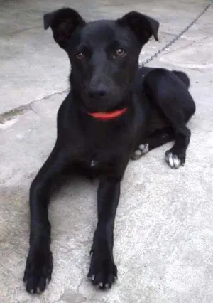 Cachorro raça SRD idade 7 a 11 meses nome Menina
