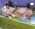 Salazar e Meredith