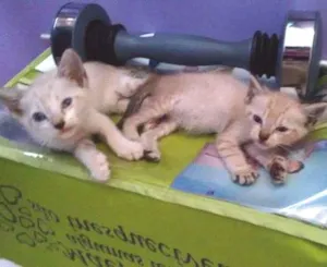 Gato raça Siamês idade Abaixo de 2 meses nome Salazar e Meredith