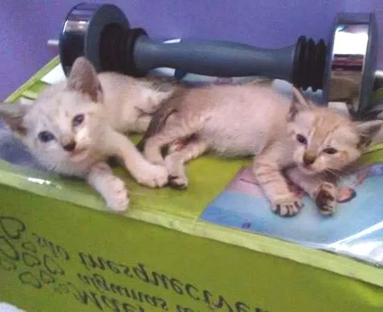 Gato ra a Siamês idade Abaixo de 2 meses nome Salazar e Meredith