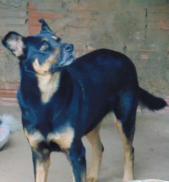 Cachorro ra a Pastor Alemão com vira lata idade 6 ou mais anos nome Billy 