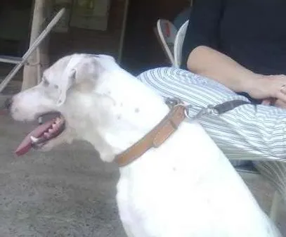 Cachorro ra a dogo argentino idade 6 ou mais anos nome Chico