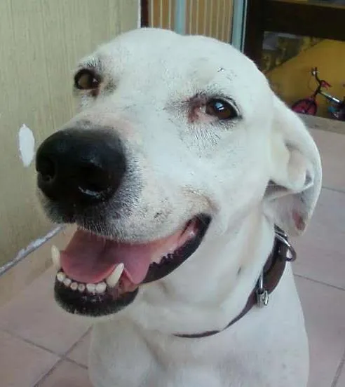 Cachorro ra a dogo argentino idade 6 ou mais anos nome Chico