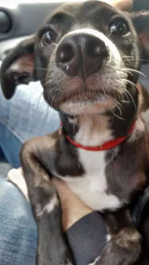 Cachorro raça SRD idade 7 a 11 meses nome Fred