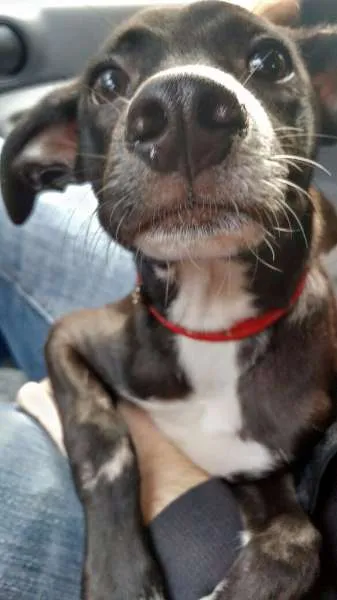 Cachorro ra a SRD idade 7 a 11 meses nome Fred