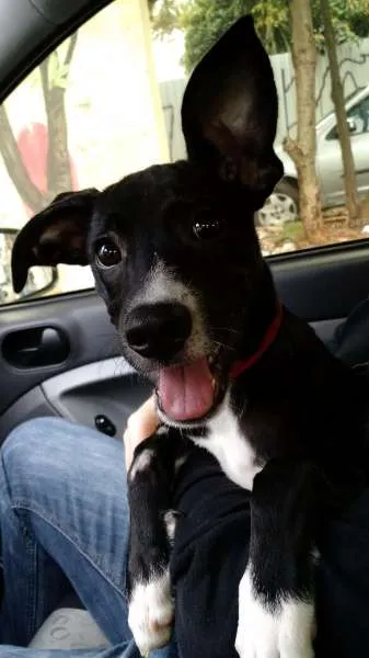 Cachorro ra a SRD idade 7 a 11 meses nome Fred