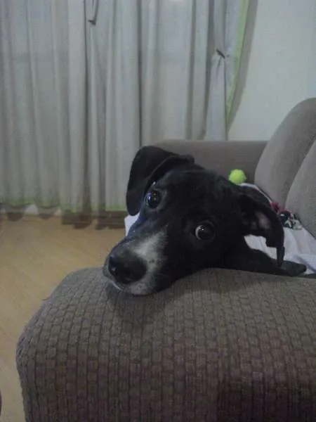 Cachorro ra a SRD idade 7 a 11 meses nome Fred
