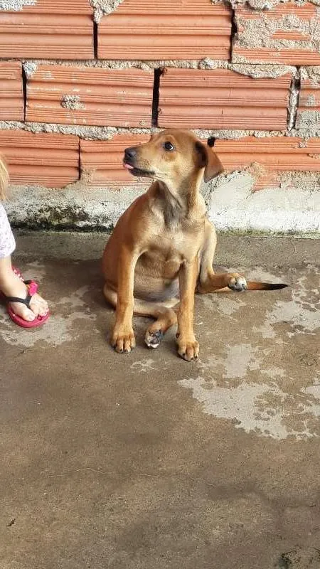 Cachorro ra a viralata idade 2 a 6 meses nome gigi