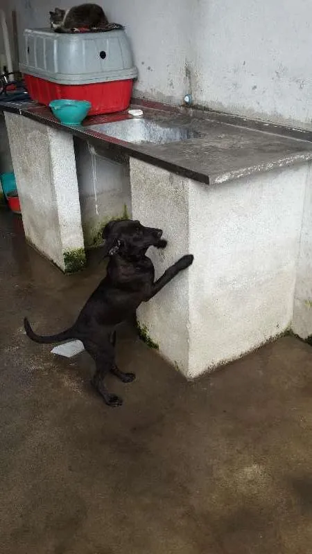 Cachorro ra a viralata  idade  nome lili
