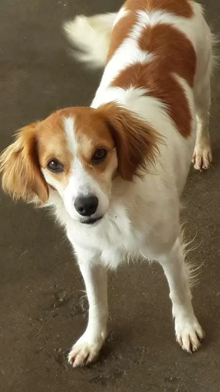 Cachorro ra a viralata  idade 2 anos nome pequena