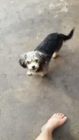 lilica