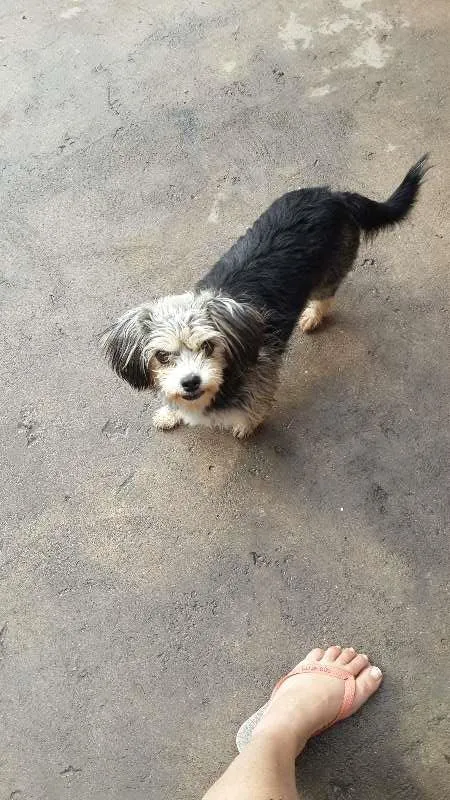 Cachorro ra a viralata  idade 4 anos nome lilica