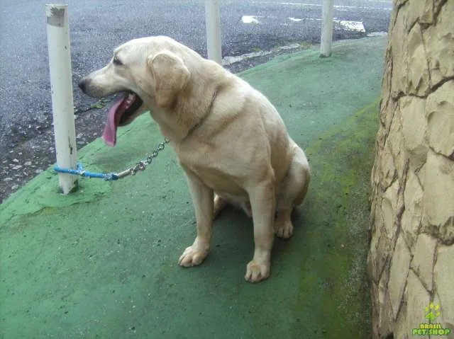 Cachorro ra a Labrador idade 4 anos nome Simba