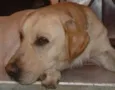 Simba