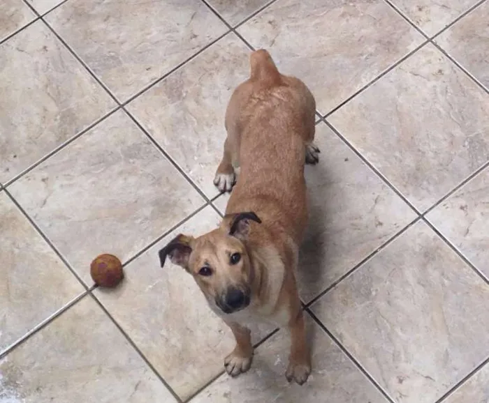 Cachorro ra a SRD idade 2 anos nome Lica