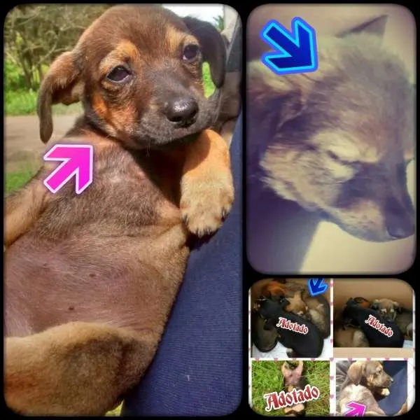Cachorro ra a SRD (Vira-Lata) idade 2 a 6 meses nome Sem nome