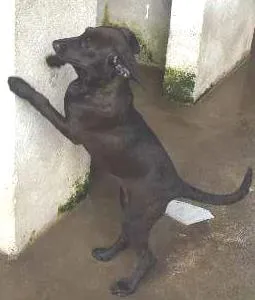 Cachorro raça viralata  idade  nome lili