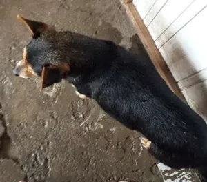 Cachorro raça viralata  idade 2 anos nome perola