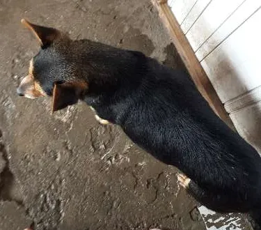 Cachorro ra a viralata  idade 2 anos nome perola