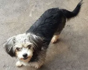 Cachorro raça viralata  idade 4 anos nome lilica