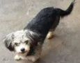 lilica