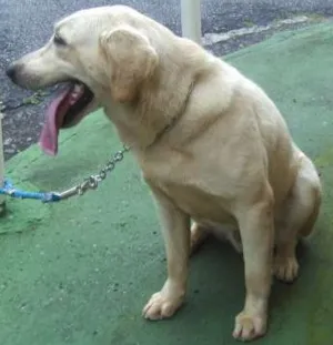 Cachorro raça Labrador idade 4 anos nome Simba