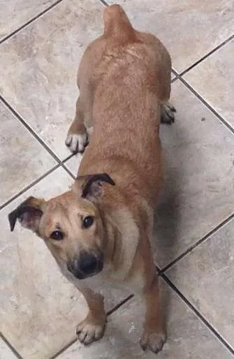 Cachorro ra a SRD idade 2 anos nome Lica