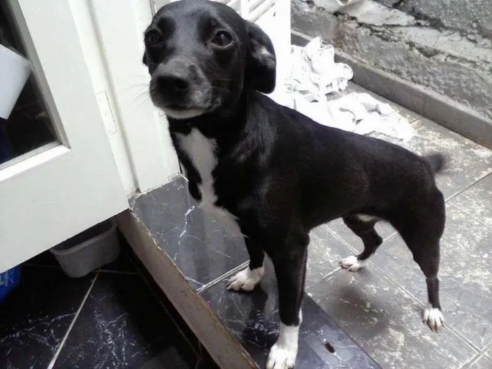 Cachorro ra a Vira-Lata idade 1 ano nome Lola