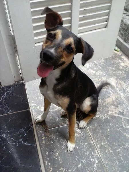 Cachorro ra a Vira-Lata idade 7 a 11 meses nome Tris