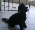 Sasa