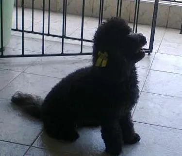 Cachorro ra a Poodle idade 3 anos nome Sasa