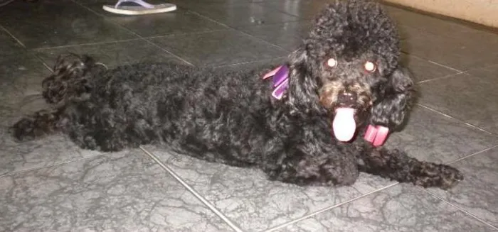 Cachorro ra a Poodle idade 3 anos nome Sasa