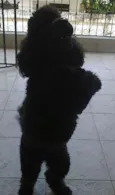 Sasa