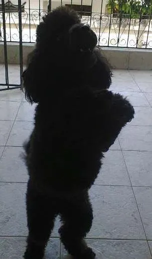Cachorro ra a Poodle idade 3 anos nome Sasa