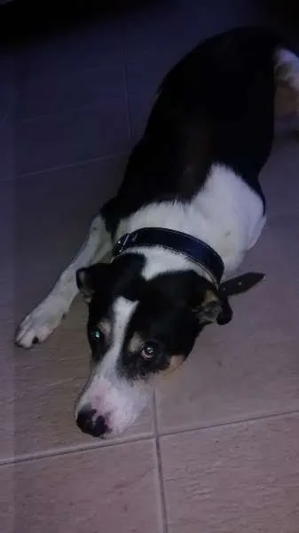 Cachorro ra a SRD idade 6 ou mais anos nome Barão