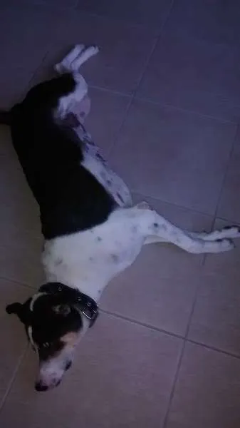 Cachorro ra a SRD idade 6 ou mais anos nome Barão