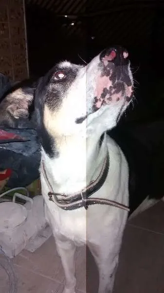 Cachorro ra a SRD idade 6 ou mais anos nome Barão