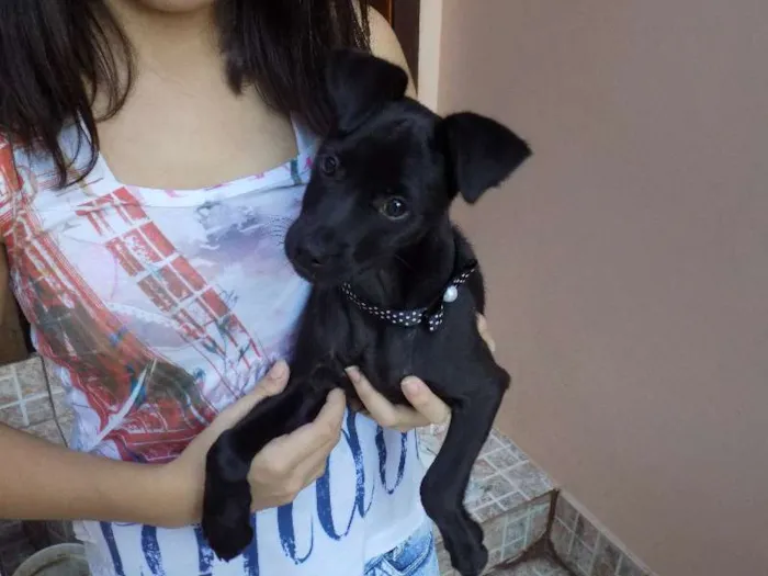 Cachorro ra a  idade 2 a 6 meses nome Lupita