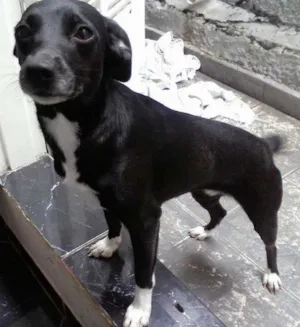 Cachorro raça Vira-Lata idade 1 ano nome Lola