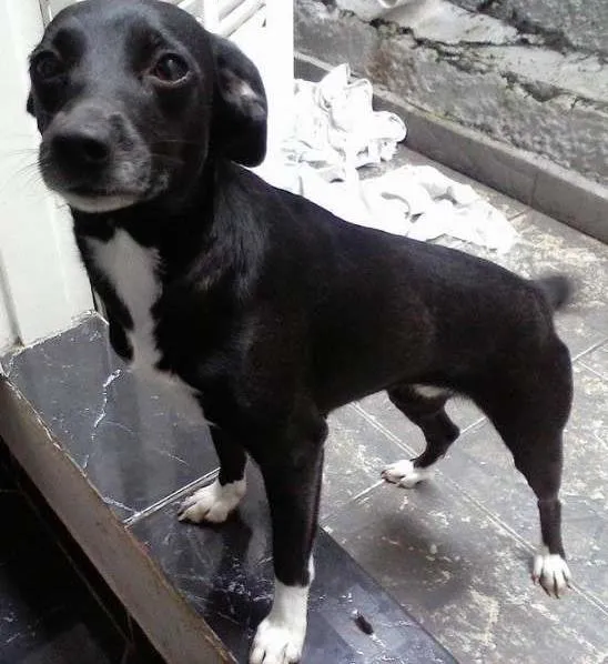 Cachorro ra a Vira-Lata idade 1 ano nome Lola