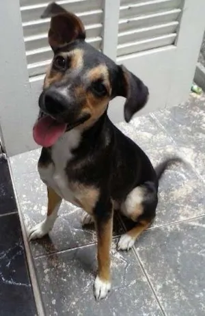 Cachorro raça Vira-Lata idade 7 a 11 meses nome Tris