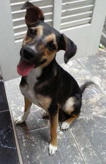 Cachorro ra a Vira-Lata idade 7 a 11 meses nome Tris