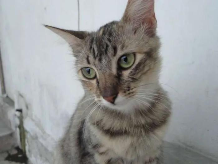 Gato ra a Vira Lata idade 2 anos nome Nina