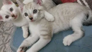 Gato raça indefinida idade 2 a 6 meses nome sem nome