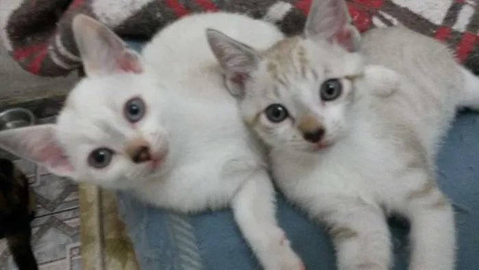 Gato ra a indefinida idade 2 a 6 meses nome sem nome