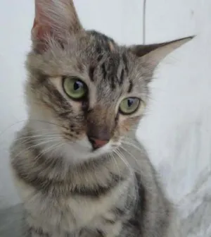 Gato raça Vira Lata idade 2 anos nome Nina