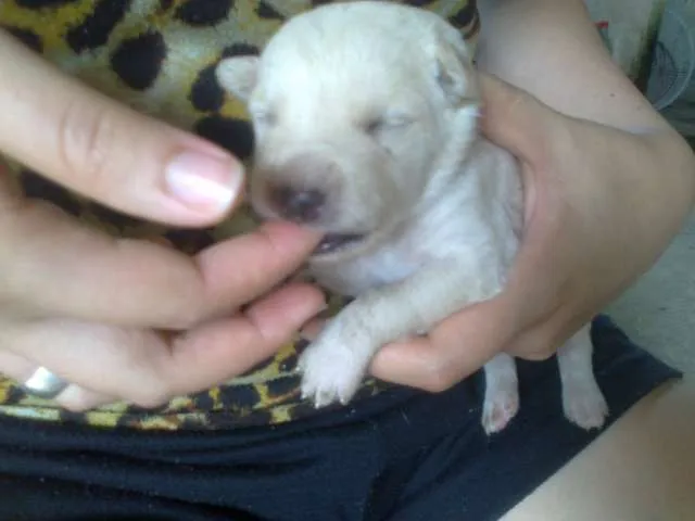 Cachorro raça pequena idade Abaixo de 2 meses nome Dengosa